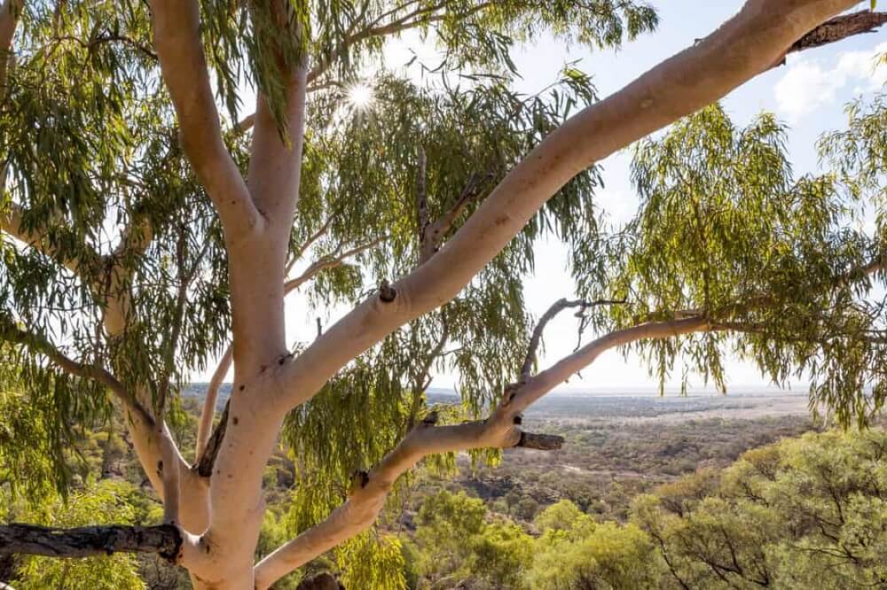 The Decorative Appeal Of Red Gum