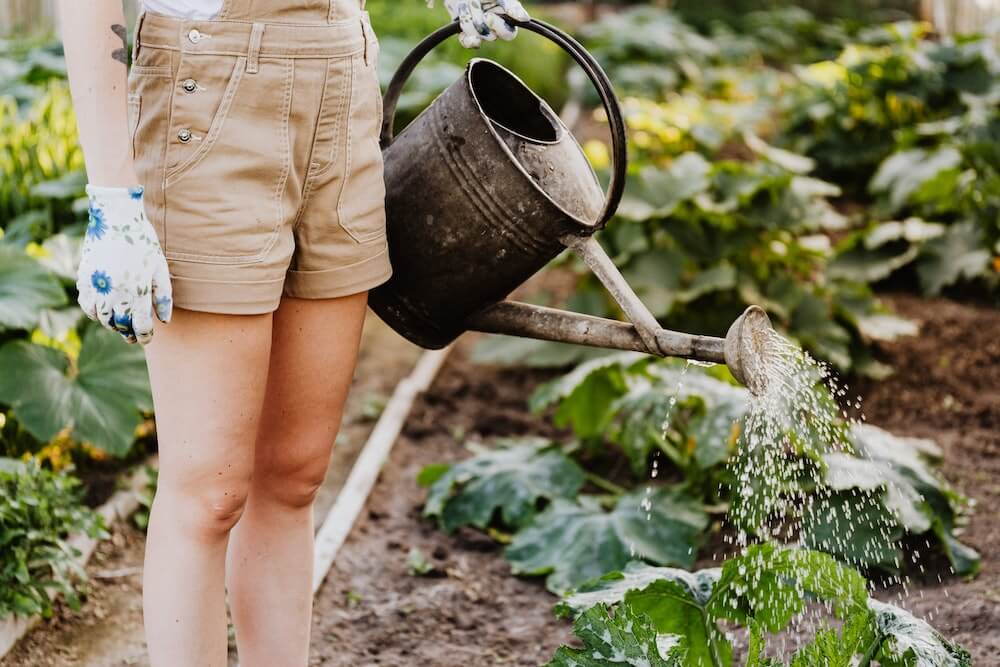 Creating A Productive Garden With Edible Plants