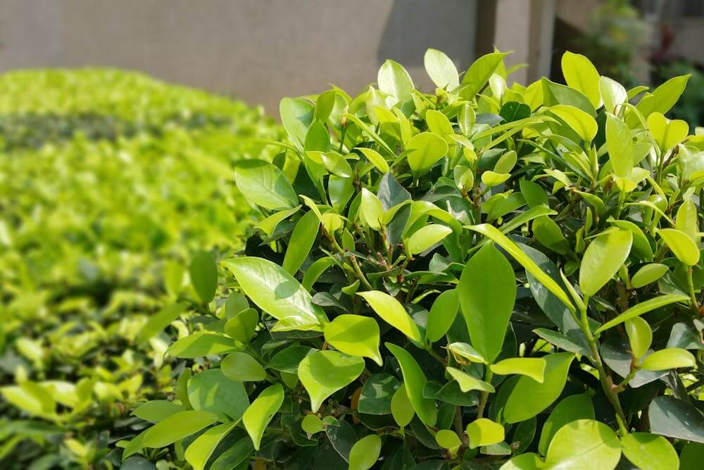 The Benefits Of Adding Shrubs To Your Garden Landscape
