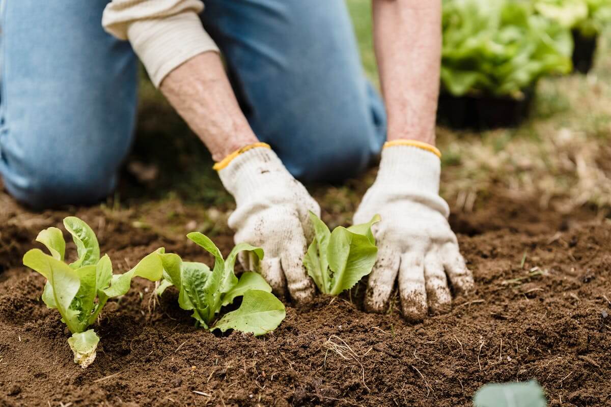 A Guide To Growing Your Own Edible Garden At Home