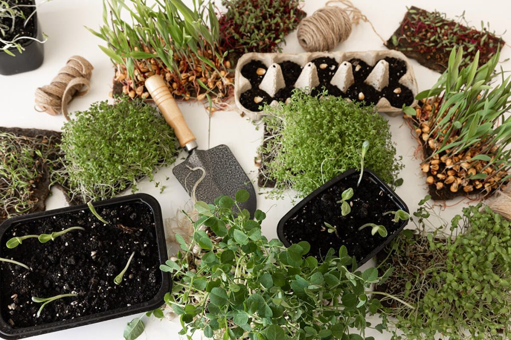 Why Overcrowding Plants Can Ruin Your Landscape Design